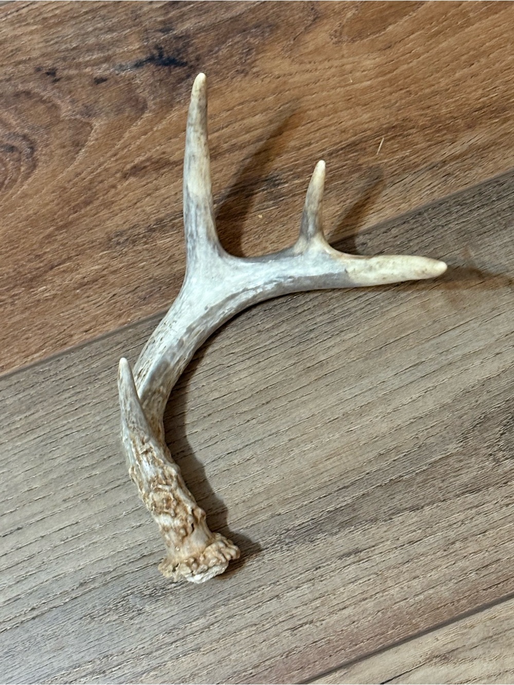 Naturally Shed Whitetail Deer Antler